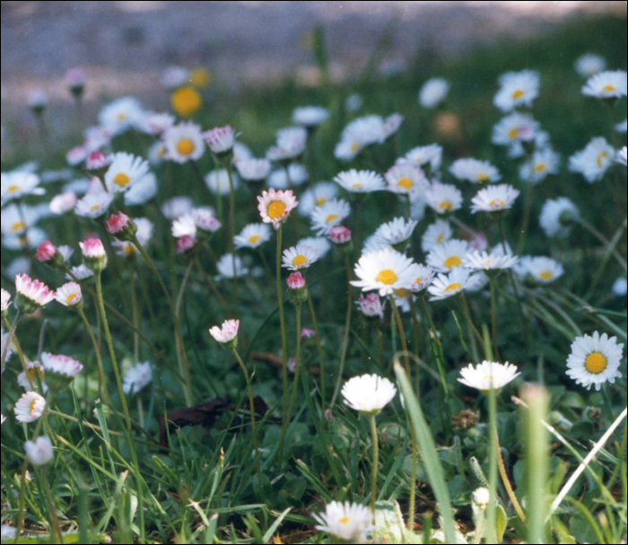 Bellis perennis L.