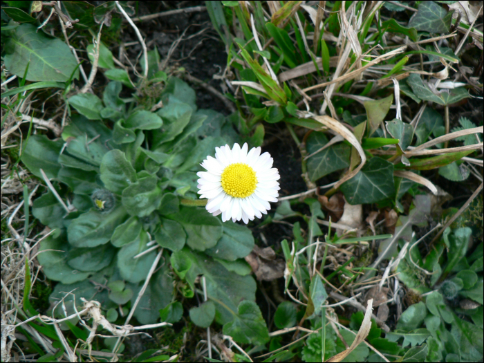 Bellis perennis L.