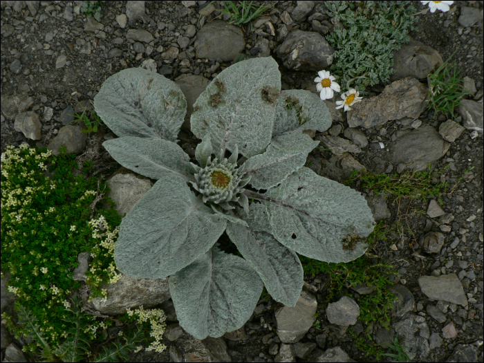 Berardia subacaulis