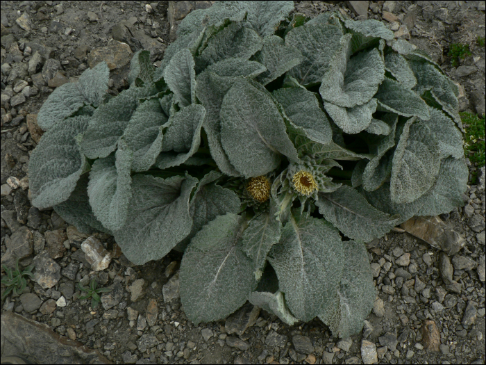 Berardia subacaulis