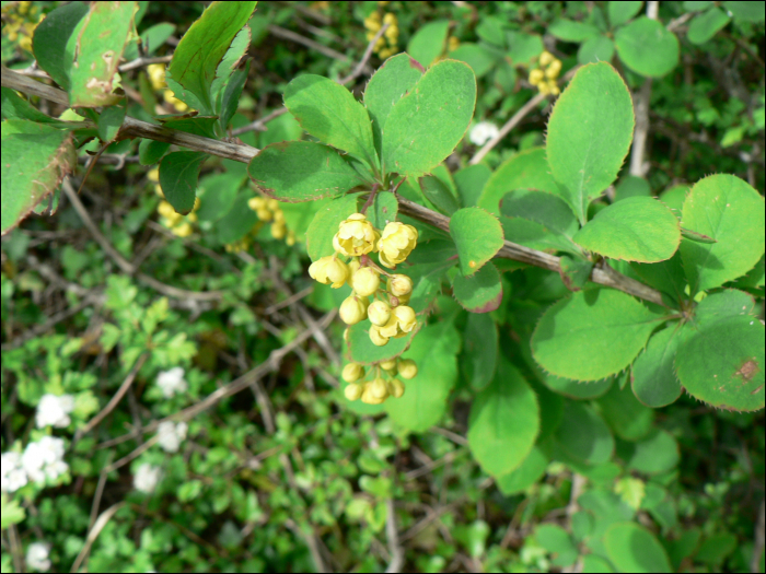 Berberis vulgaris