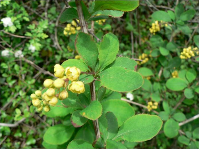 Berberis vulgaris