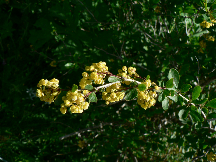 Berberis vulgaris