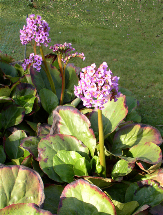 Bergenia crassulifolia