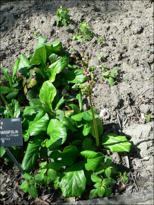 Bergenia crassulifolia