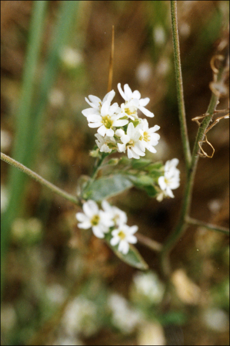 Berteroa incana (L.) DC