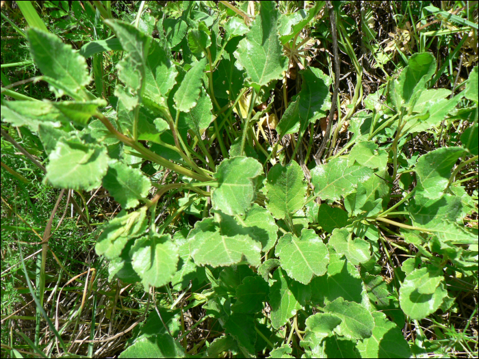 Beta maritima