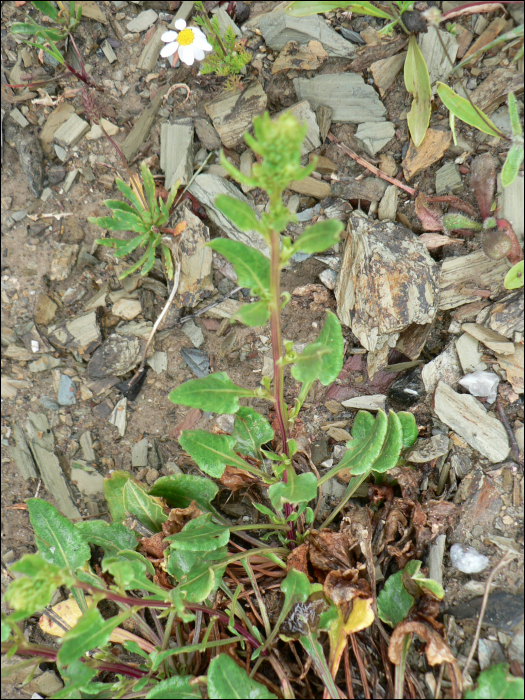 Beta maritima