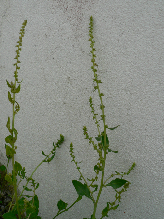 Beta vulgaris