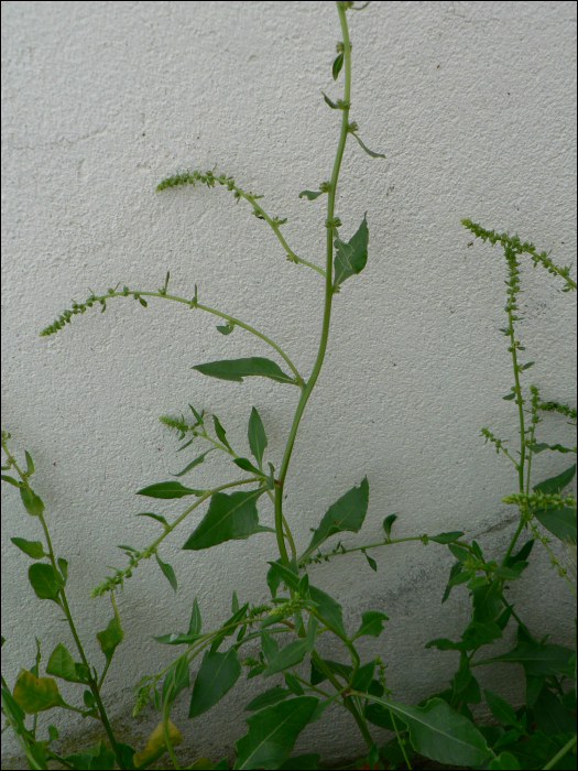 Beta vulgaris