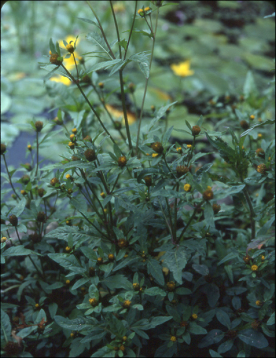 Bidens cernua L.