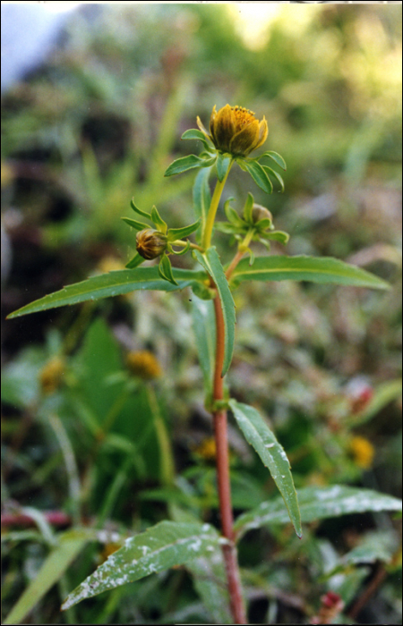 Bidens cernua L.