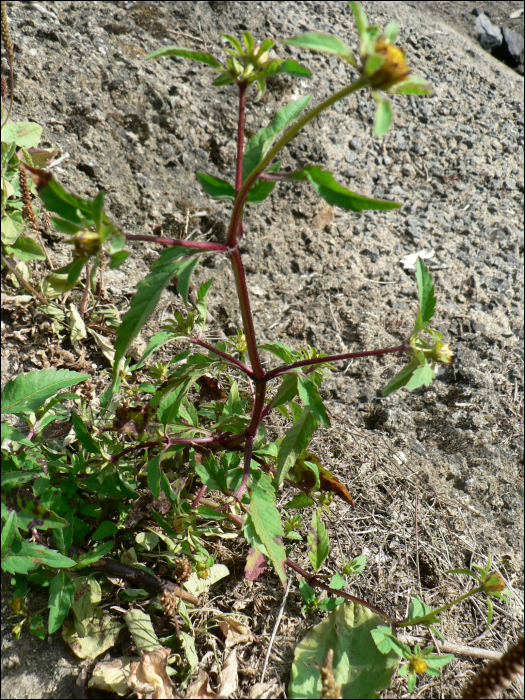 Bidens tripartita