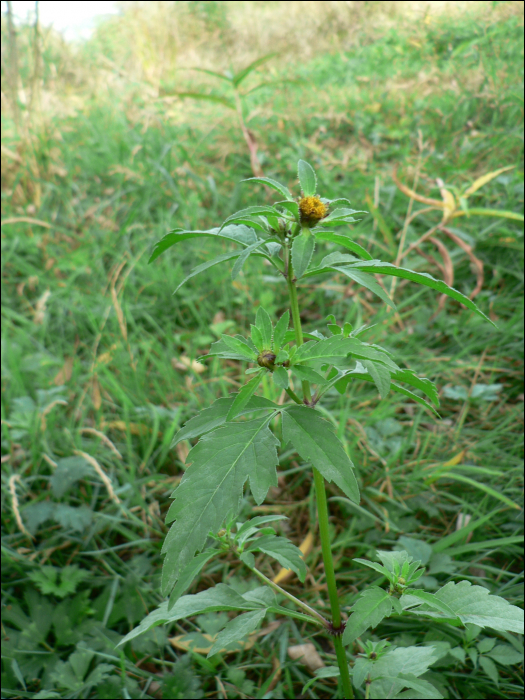 Bidens tripartita