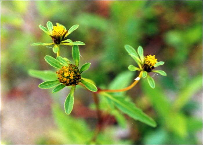 Bidens tripartita