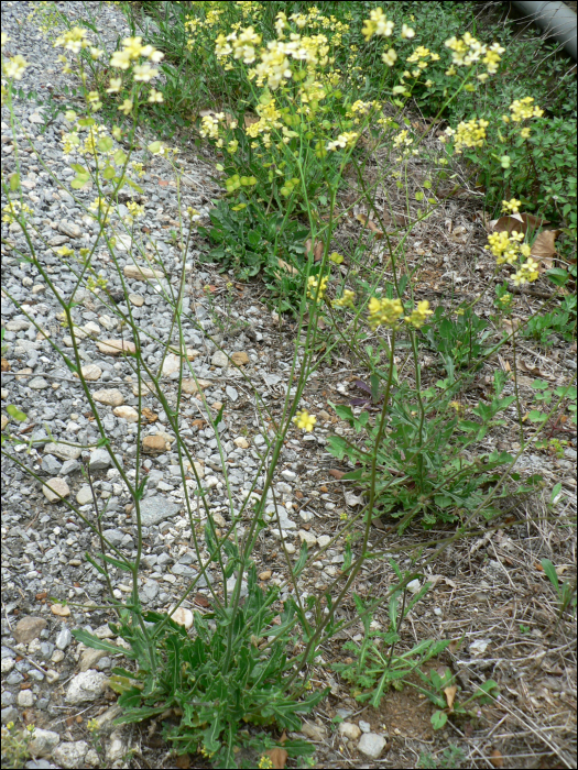 Biscutella laevigata L.