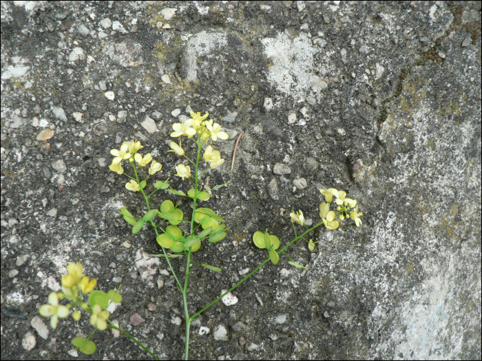 Biscutella laevigata L.