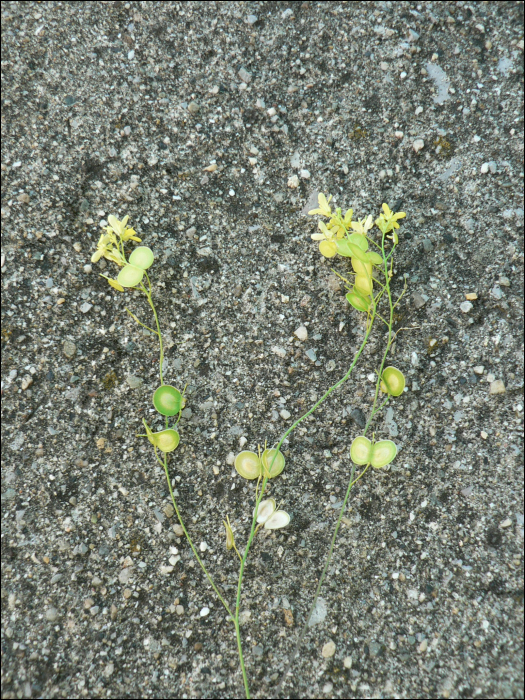 Biscutella laevigata L.