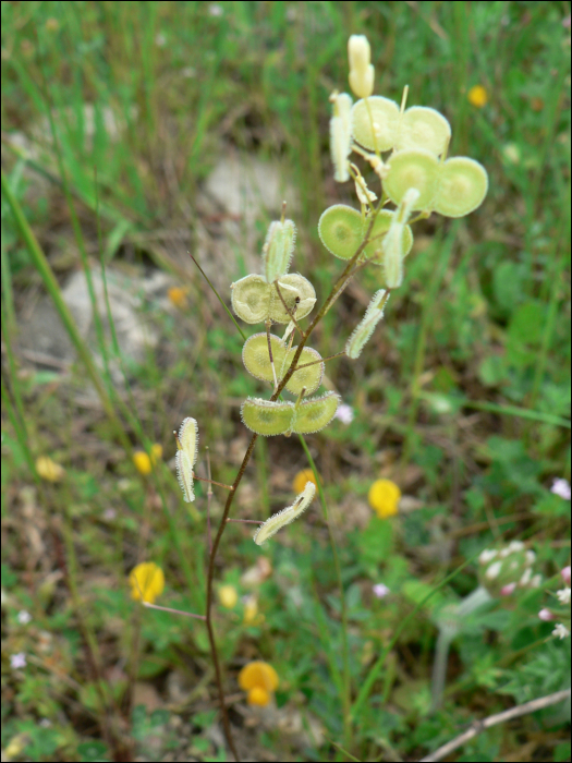 Biscutella laevigata L.