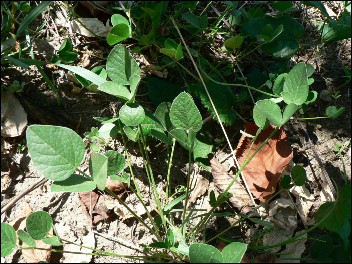 Bituminaria bituminosa (L.) (=Psoralea bituminosa)