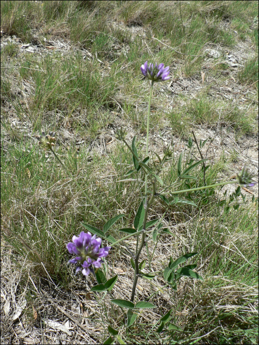 Bituminaria bituminosa (L.) (=Psoralea bituminosa)