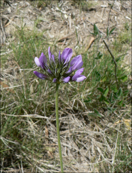 Bituminaria bituminosa (L.) (=Psoralea bituminosa)