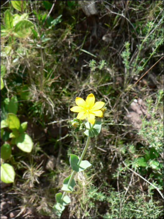 Blackstonia perfoliata