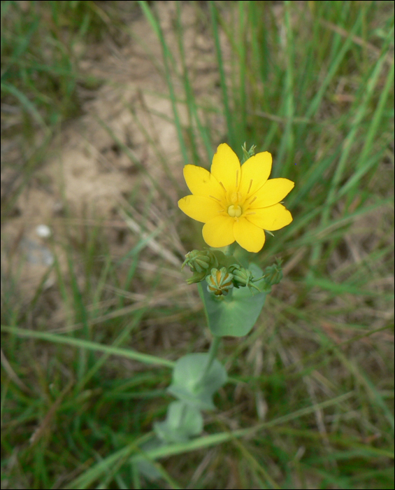 Blackstonia perfoliata