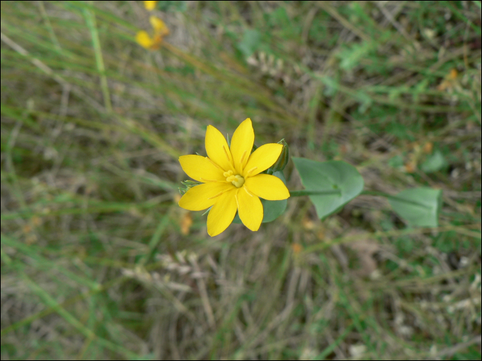 Blackstonia perfoliata