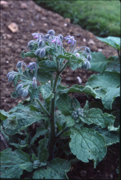 Borago officinalis L.