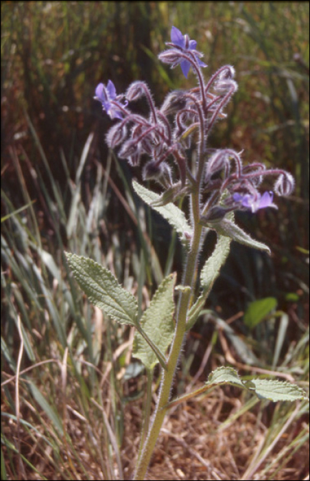 Borago officinalis L.