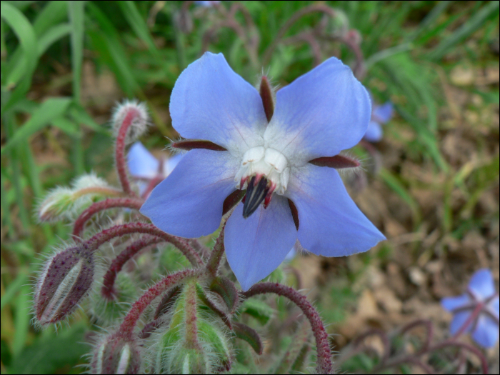 Borago officinalis L.