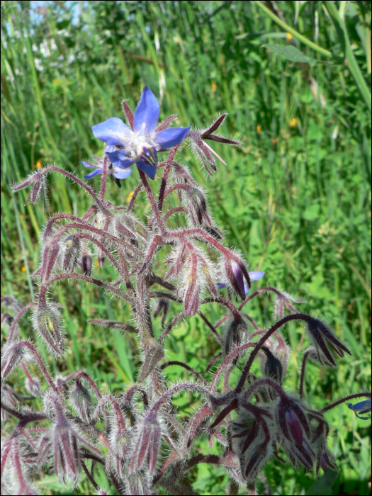 Borago officinalis L.