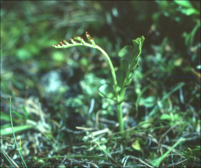 Botrychium lunaria (L.)