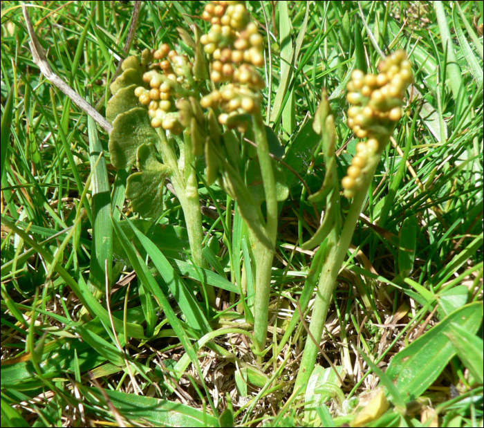 Botrychium lunaria (L.)