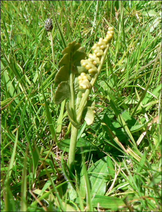 Botrychium lunaria (L.)