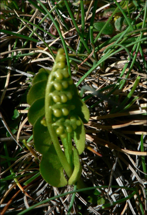 Botrychium lunaria (L.)