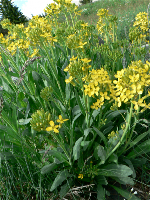 Brassica repanda