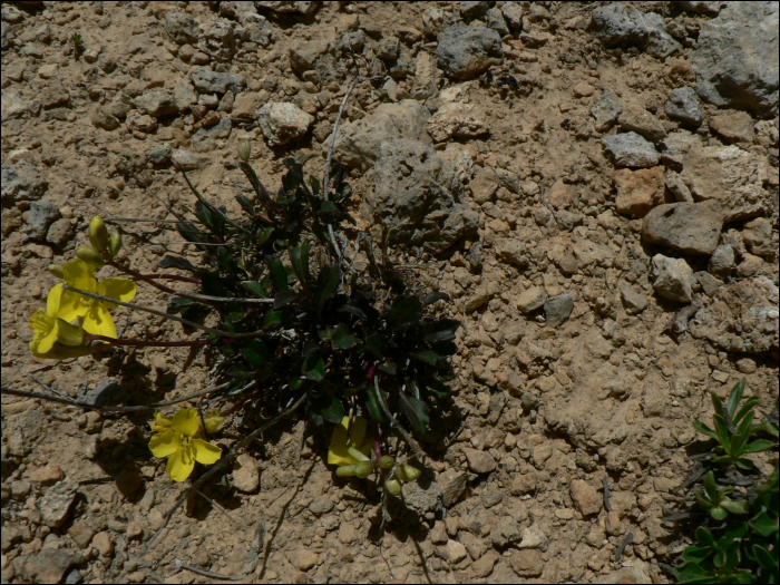 Brassica repanda