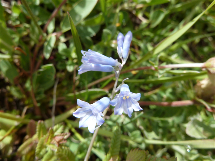 Brimeura amethystina (=Hyacinthus a;)