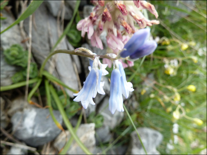 Brimeura amethystina (=Hyacinthus a;)