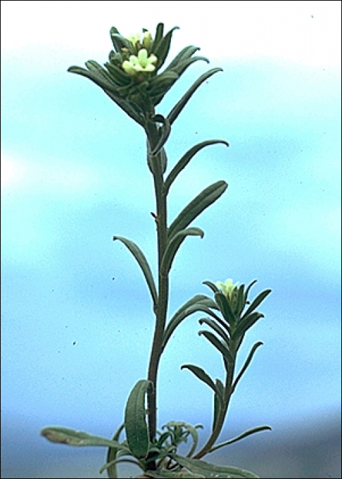buglossoides arvensis.