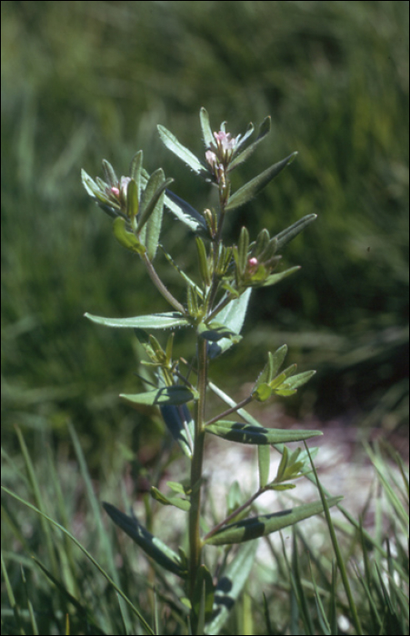 buglossoides arvensis.