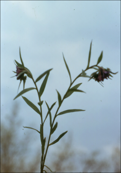 Buglossoides purpureocaerulea (=Lithospermum purpureoceruleum) 