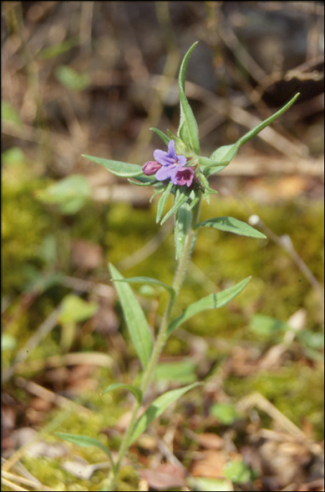 Buglossoides purpureocaerulea (=Lithospermum purpureoceruleum) 