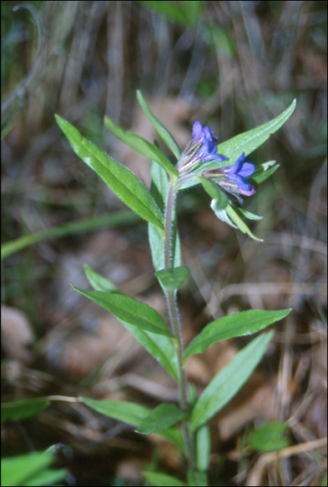 Buglossoides purpureocaerulea (=Lithospermum purpureoceruleum) 