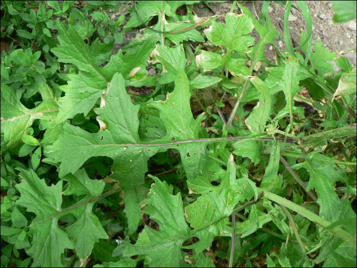 Bunias erucago L.