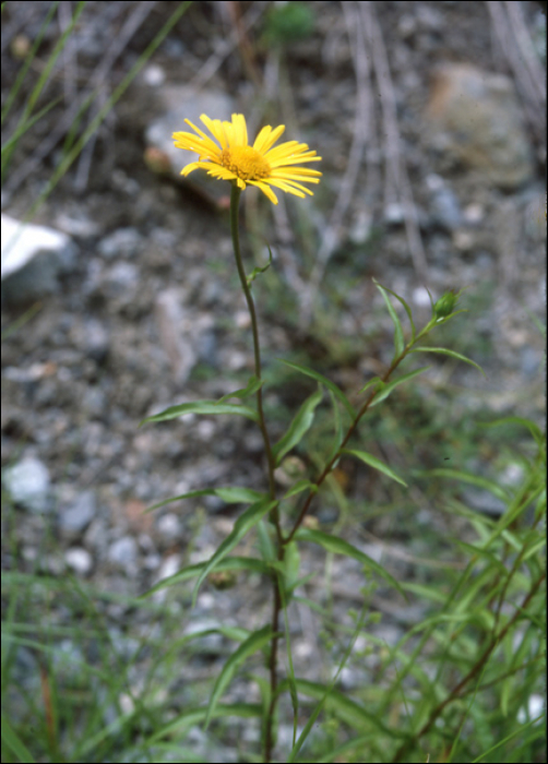 Buphthalmum salicifolium L.