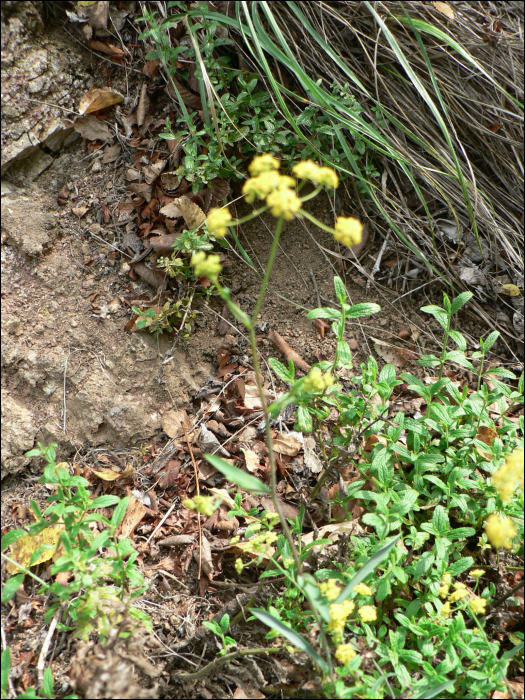 Bupleurum falcatum L.