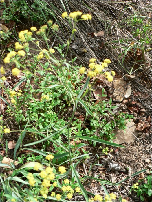 Bupleurum falcatum L.